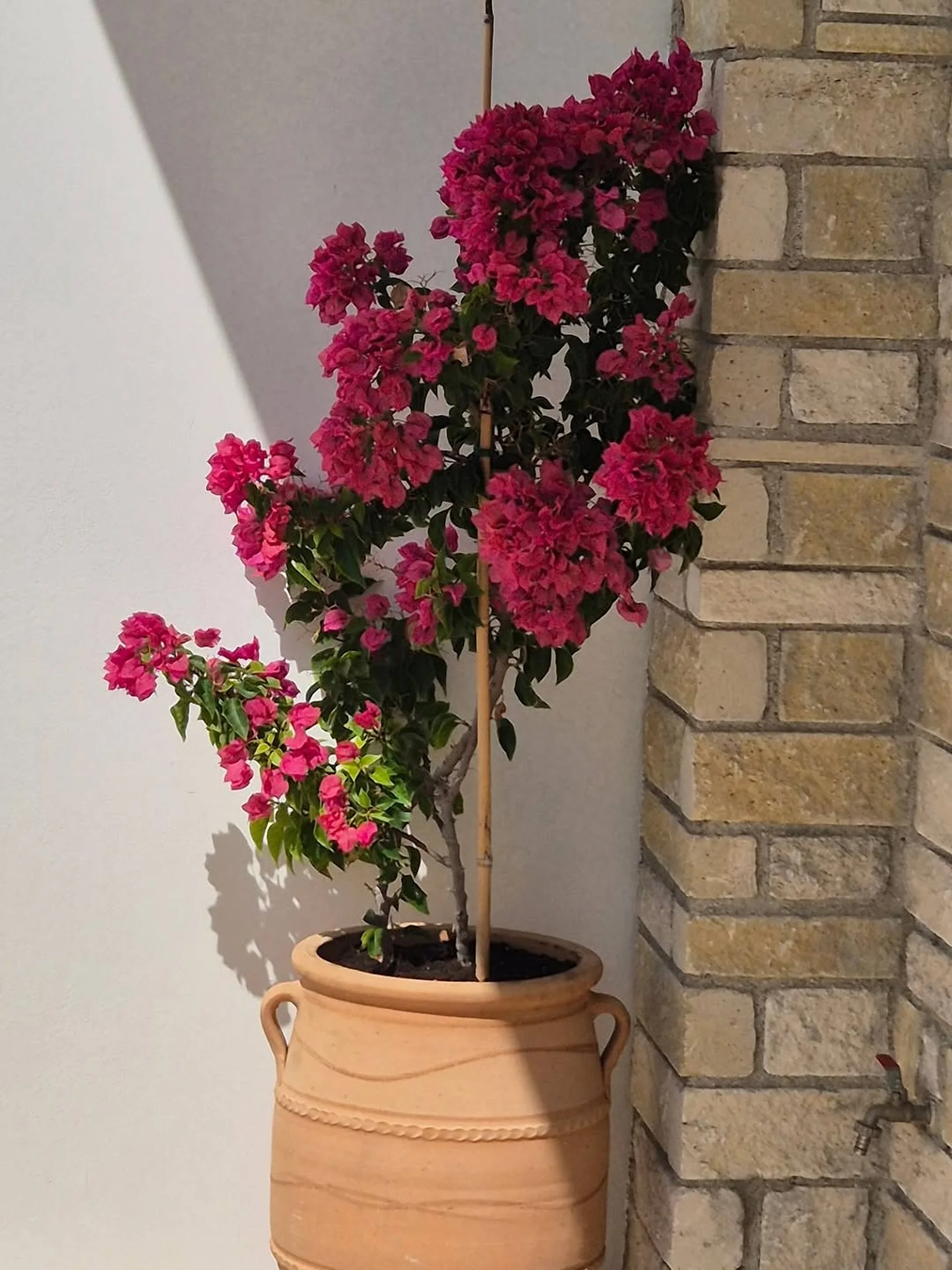 Magenta bougainvillea in a traditional clay pithari by a stone wall