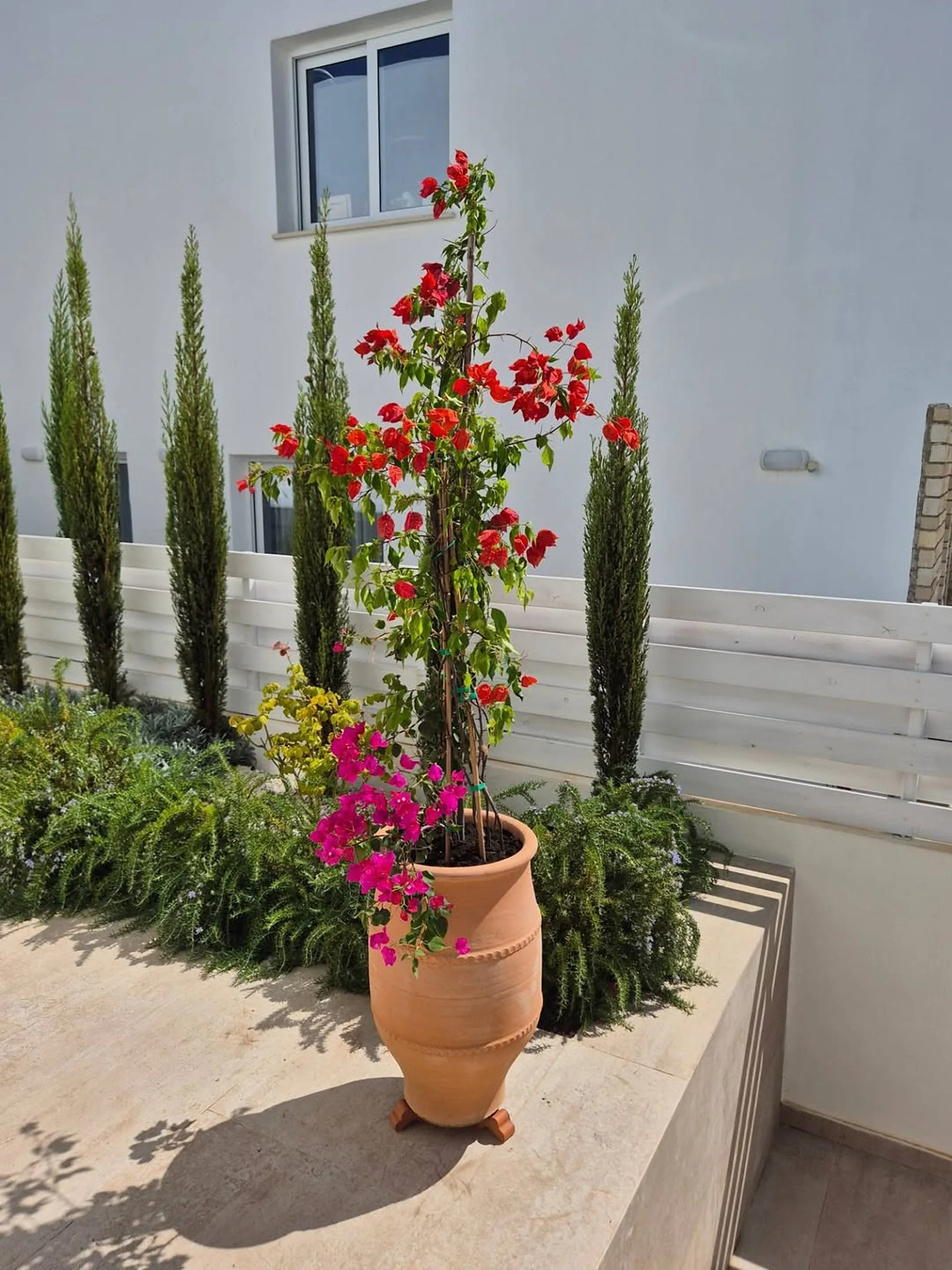 Red bougainvillea in a pithari between cypress trees