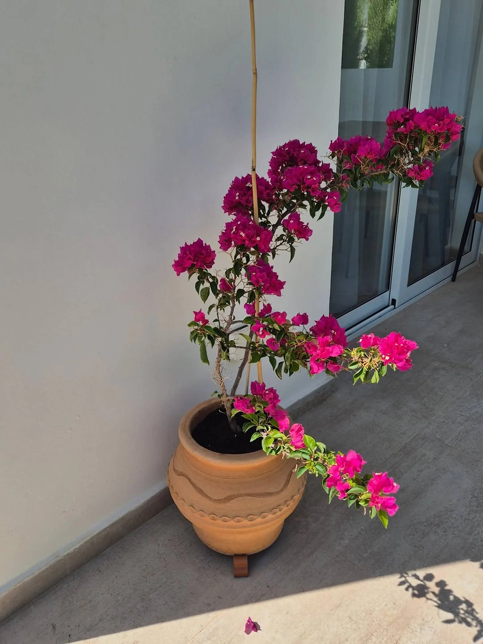 Pink bougainvillea in a clay pithari on a balcony