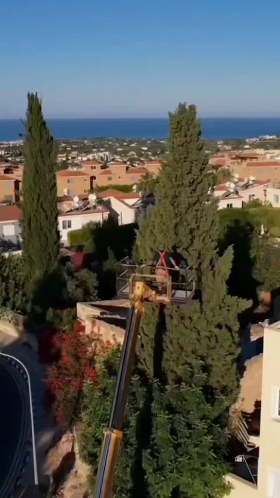 Pruning a tall cypress above the rooftops of Peyia